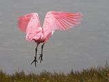 Roseate Spoonbill Taking Wing_31568